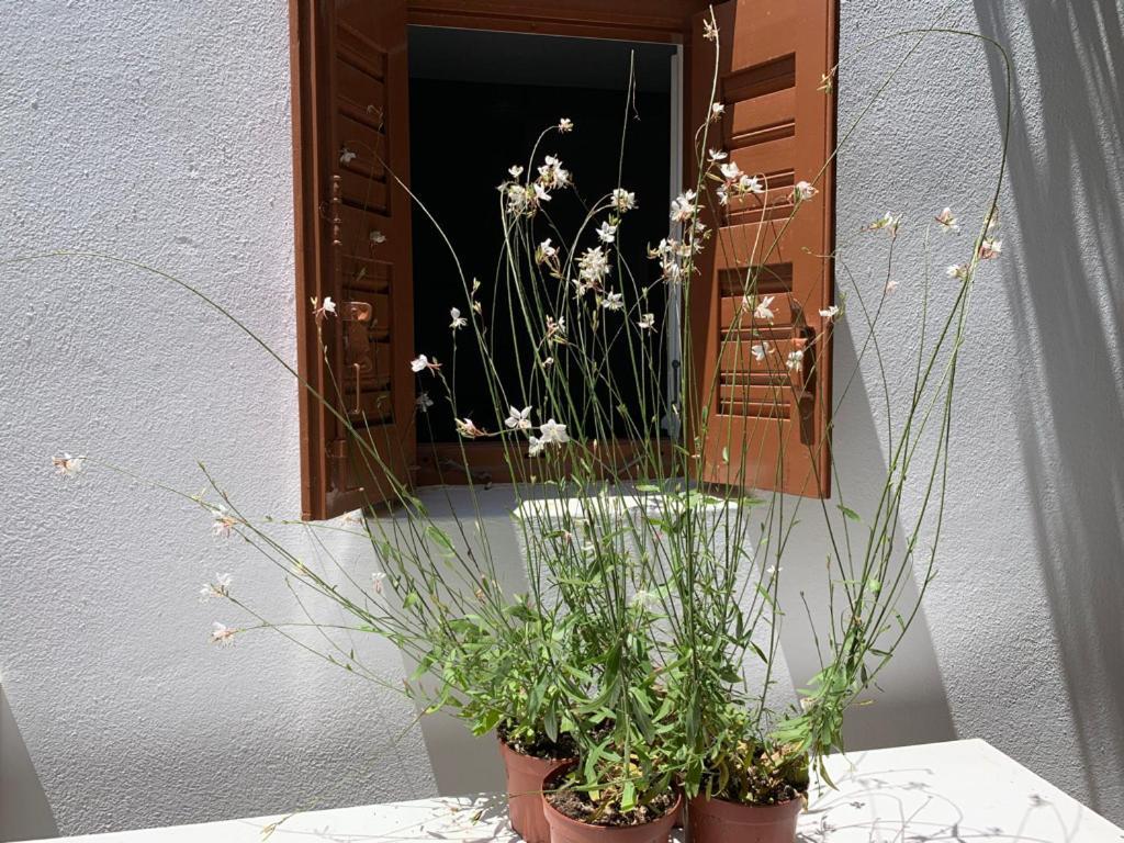 Dominique & Carlos Place Mykonos Town ภายนอก รูปภาพ
